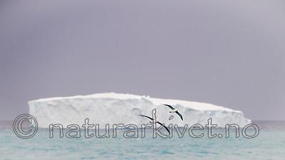 BB 14 0136 / Thalassarche melanophris / Svartbrynalbatross
